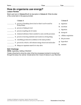 How Do Organisms Use Energy?
